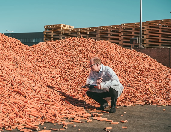 A person in a white lab coat crouches next to large piles of carrots, inspecting and taking notes.